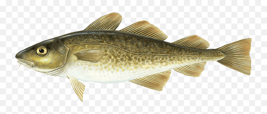Atlantic Cod - Atlantic Cod Fish Png,Cod Transparent