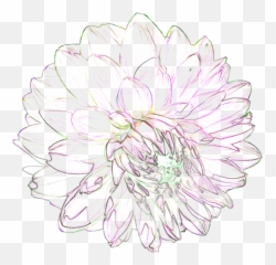 Download Black And White Flowers Tumblr - Common Zinnia png