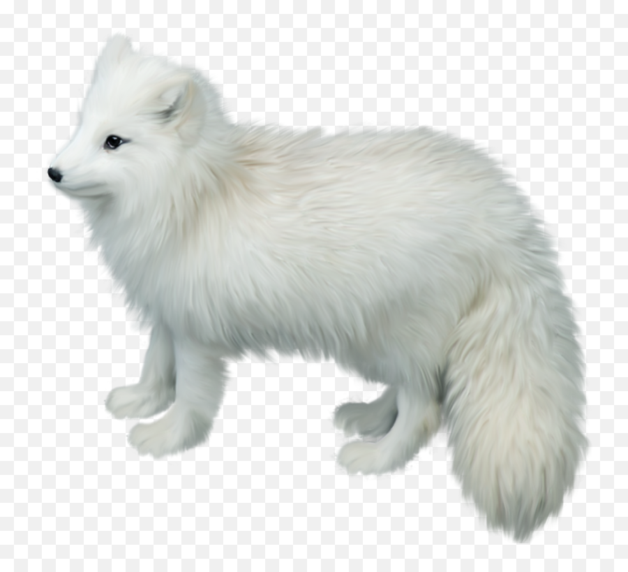 Download Free Png Arctic Fox Picture - Dlpngcom Arctic Fox On White Background,Fox Png