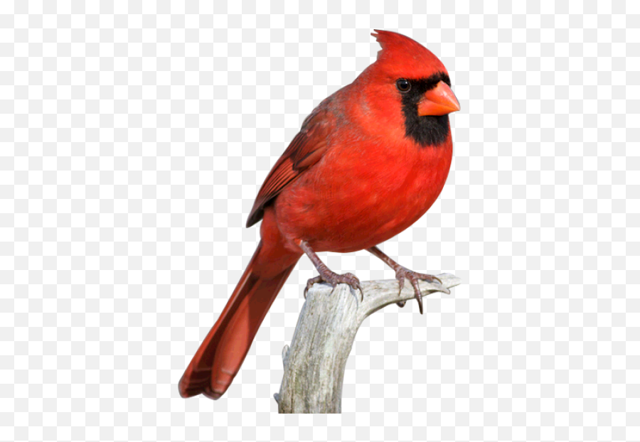 Download Free Png Cardinal - Red Cardinal Bird Png,Cardinal Png