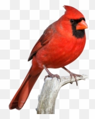 Download Free Png Cardinal - Red Bird