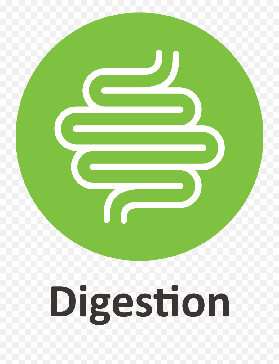 Buy Foods For Better Digestion U2013 Mymillets - Language Png,Digestion Icon