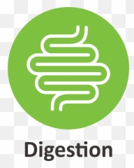Buy Foods For Better Digestion U2013 Mymillets - Language png