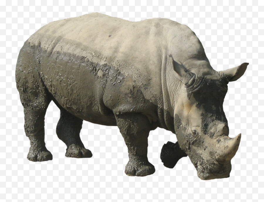 Rhinoceros Png Transparent Images - Rhino Png,Rhino Png