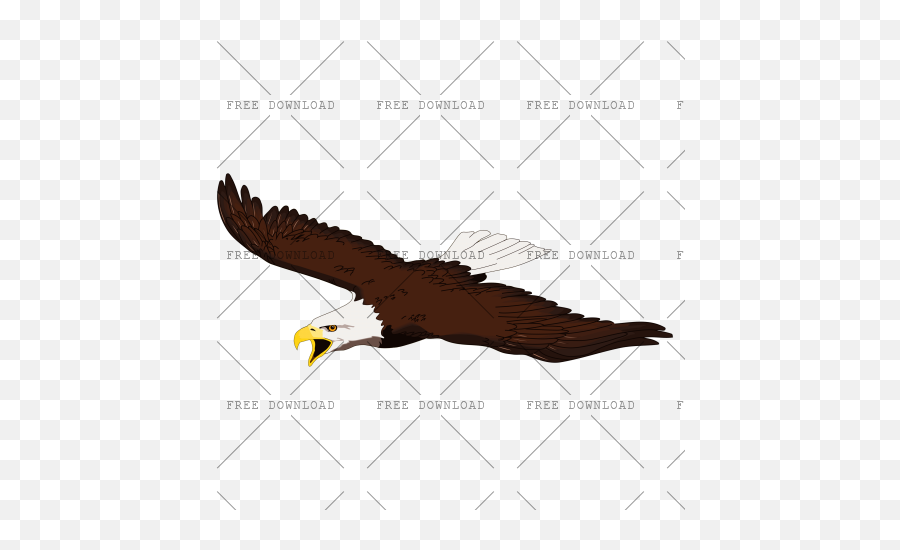 Eagle Hawk Bird Png Image With Transparent Background - Png,Bald Eagle Transparent
