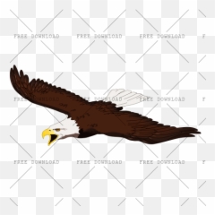 Eagle Hawk Bird Png Image With Transparent Background - Png,Bald Eagle Transparent