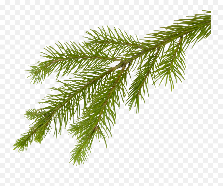 Fir Tree Png Transparent 3691 - Png Pine Tree Branch,Pine Tree Transparent Background