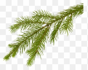 Fir Tree Png Transparent 3691 - Pine Branch