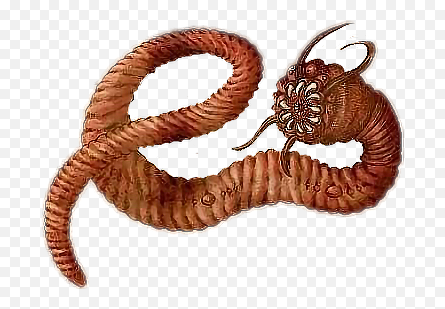 Worm Clipart Centipede - Worms With Teeth Transparent Mongolian Death Worm Png,Earthworm Png