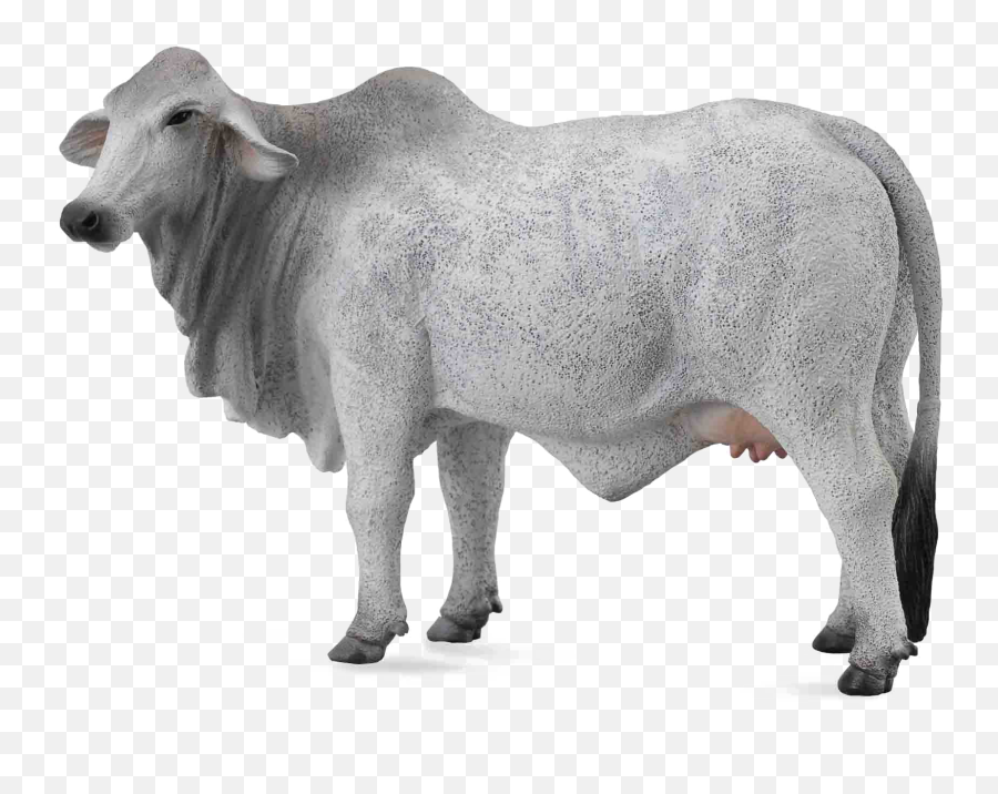 White Cow Png Image Background - Collecta Brahma Cow,Cow Transparent Background
