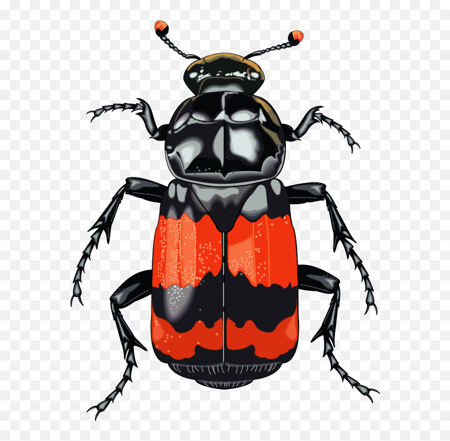 Insect 28 Free Vector - Clipart Beetle Png Download Full Free Clipart Beetle,Beetle Png
