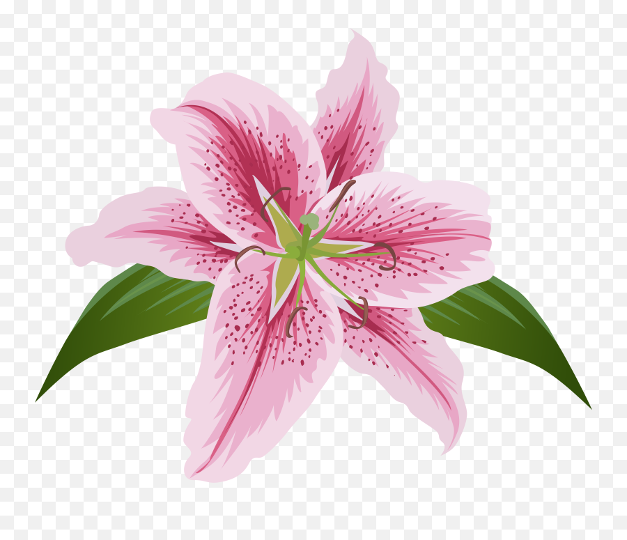 Lily Clipart Png Transparent Background