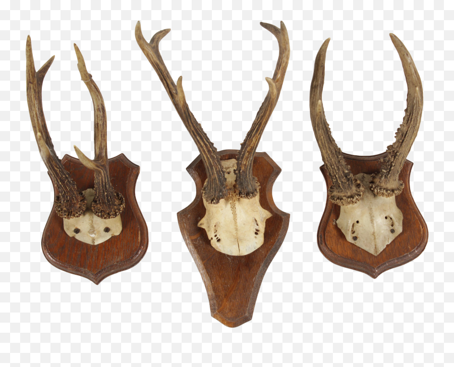Download Transparent Deer Antlers - Antelope Png,Deer Antlers Png