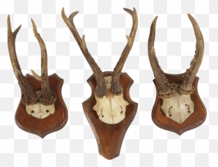 Download Transparent Deer Antlers - Antelope png
