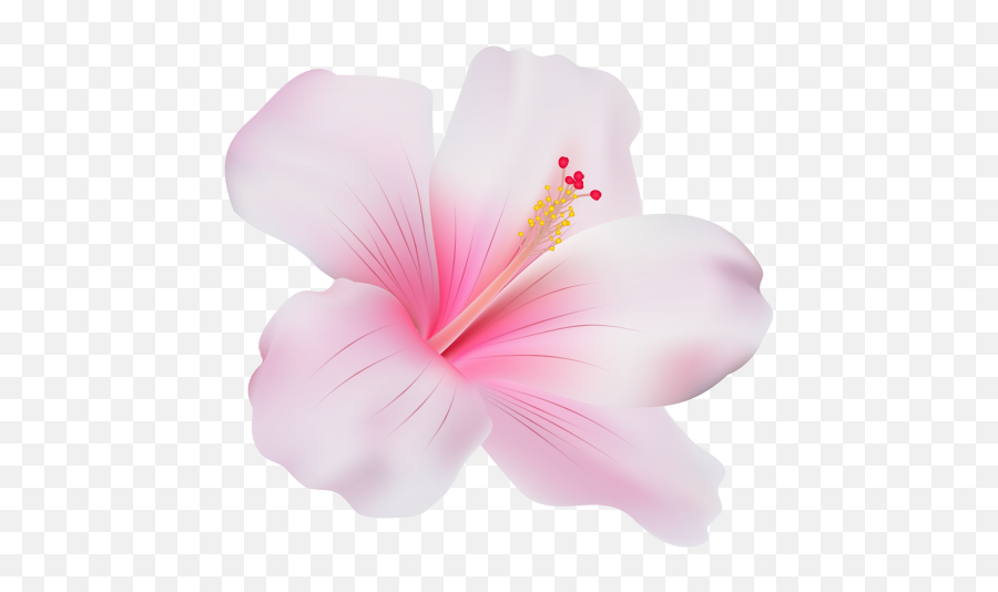 Pink Hibiscus Png Clip Art - Pink Hibiscus Flower Png,Hibiscus Png
