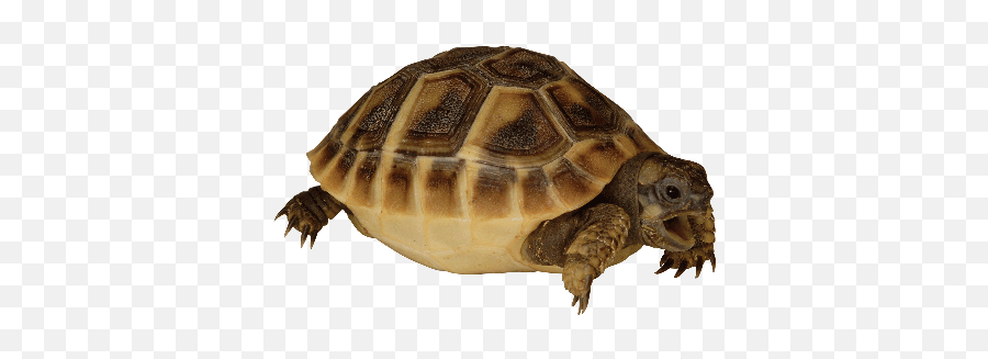 Russian Greek Marginated And Hermann - Small Tortoise Png,Tortoise Png