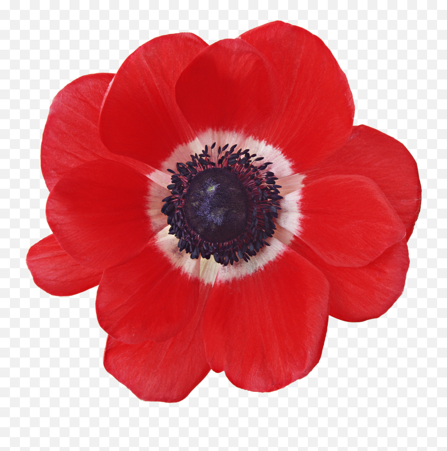 Free Png - Poppy Flower Poppy Cutout,Anemone Png