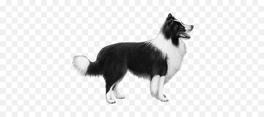 Border Collie - Border Collie Png,Border Collie Png