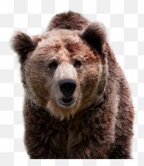 Fundación Oso De Asturias - Oso Pardo Bear Png,Oso Png