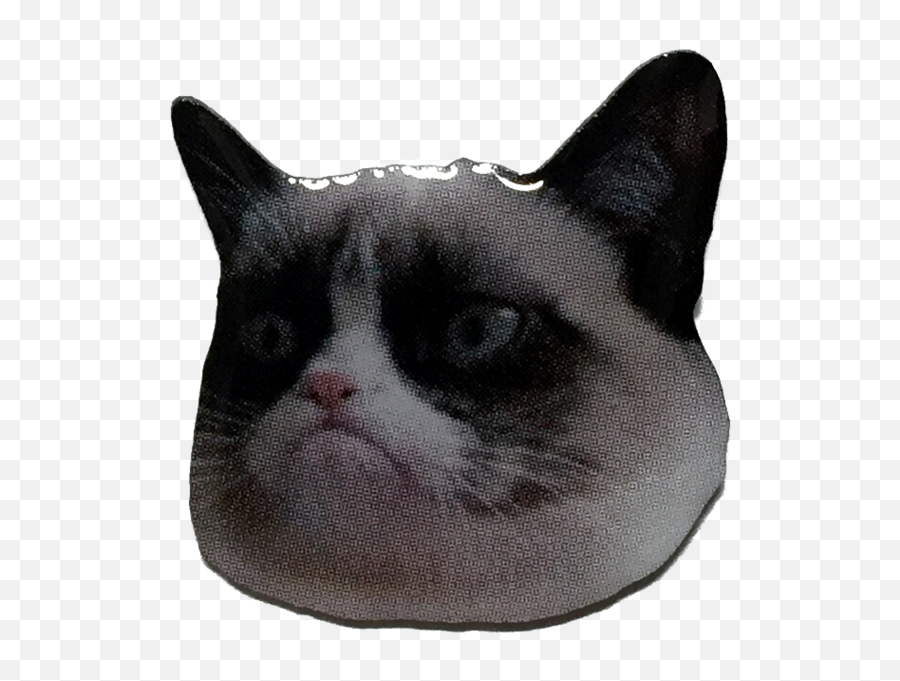 Grumpy Cat Png - Grumpy Cat 508764 Vippng Asian,Grumpy Cat Png