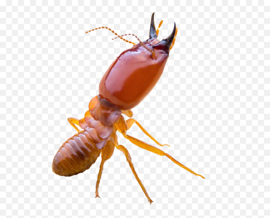 Termite - Rogue Flying Ants In Pool Png,Termite Png