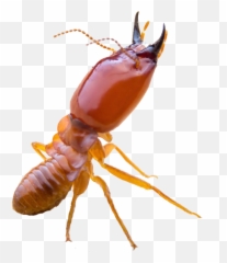 Termite - Rogue Flying Ants In Pool Png,Termite Png