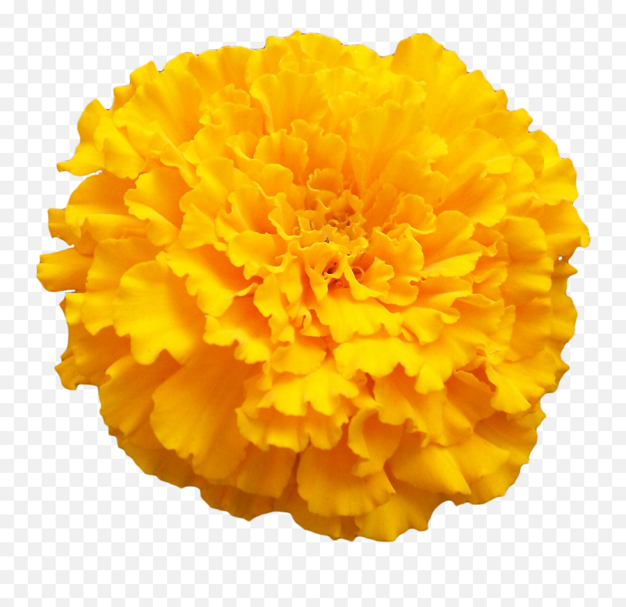 Transparent Marigold Flower Png