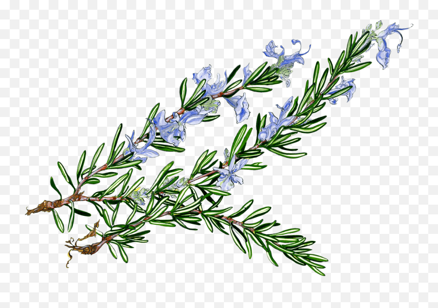 Rosemary Clipart - Watercolor Rosemary Flower Png,Rosemary Png