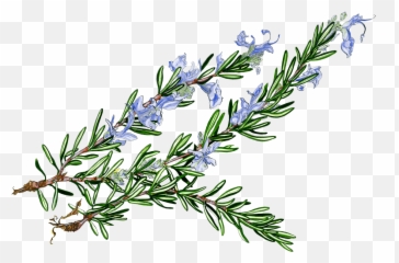 Rosemary Clipart - Watercolor Rosemary Flower Png,Rosemary Png