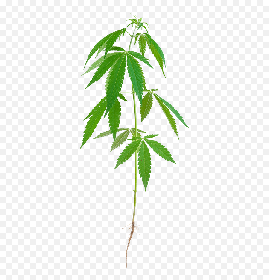 Hemp Leaf Png - Hemp Stalk Png,Hemp Leaf Png