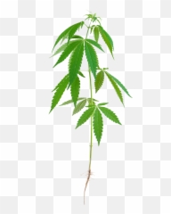Hemp Leaf Png - Stalk