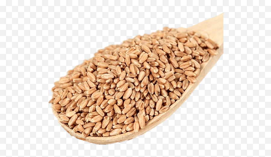 Scoop Of Wheat Berries Transparent Png - Organic Wheat,Trigo Png