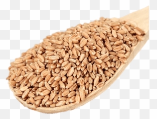 Scoop Of Wheat Berries Transparent Png - Organic Wheat,Trigo Png