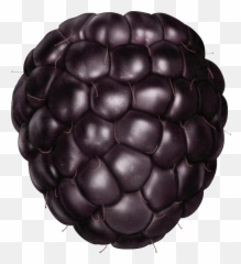 Blackberry Png Images Free Download - Png Blackberry,Fruit Transparent