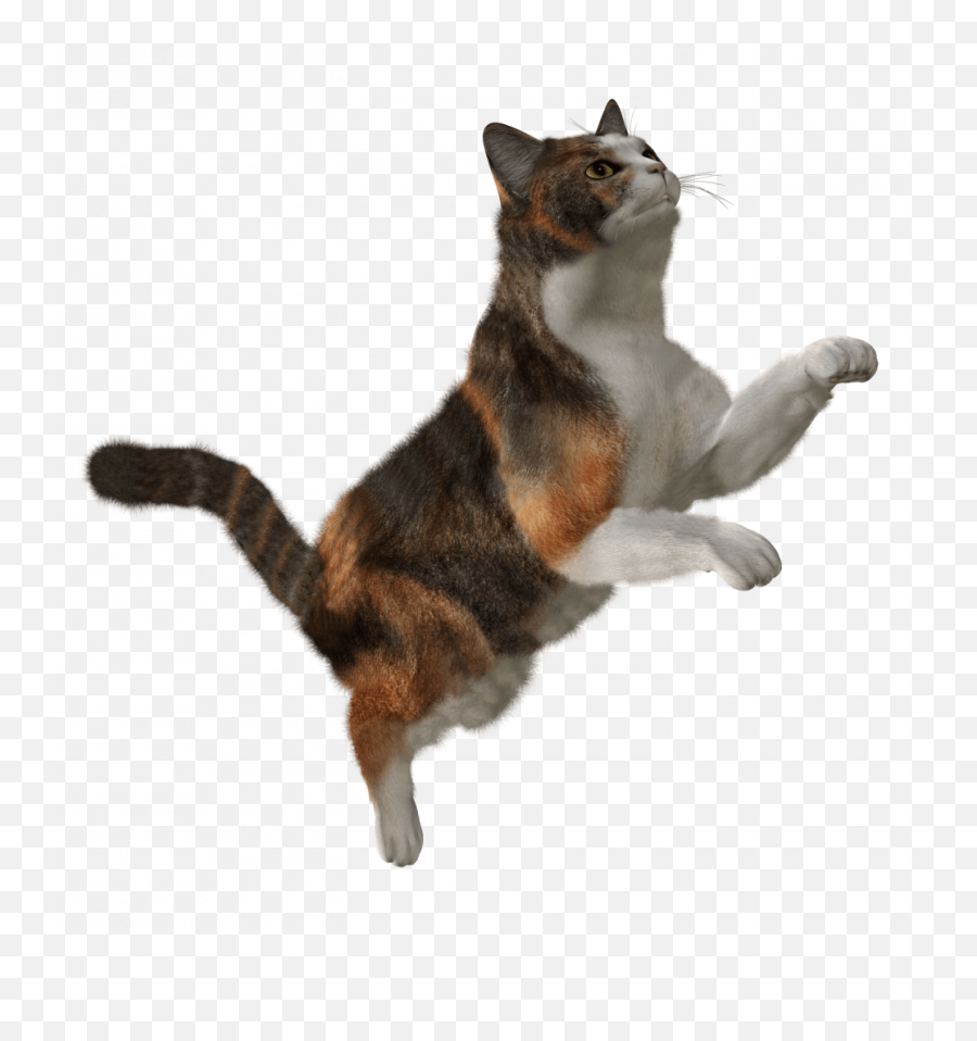 Cat Png Transparent Hd - Transparent Flying Cat Png,Cat Meme Icon