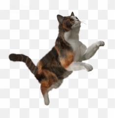 Cat Png Transparent Hd - Transparent Flying Cat Png,Cat Meme Icon