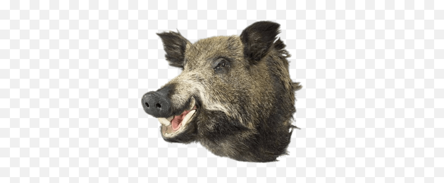 Boar Head Transparent Png - Boar Head Png,Animal Head Png