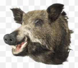 Boar Head Transparent Png