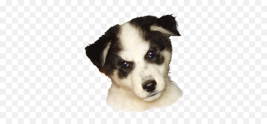 Dog Clip Art - Dog Cartoon Illustrations U0026 Sketches Dog Head Transparent Background Png,Puppy Transparent Background