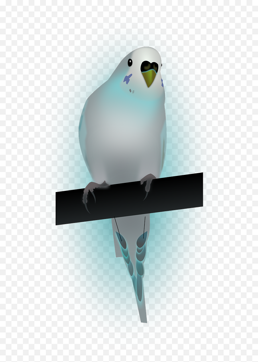 Birddovedove Of Peacepeace - Paloma De La Paz España Budgerigar Png,Paloma Png