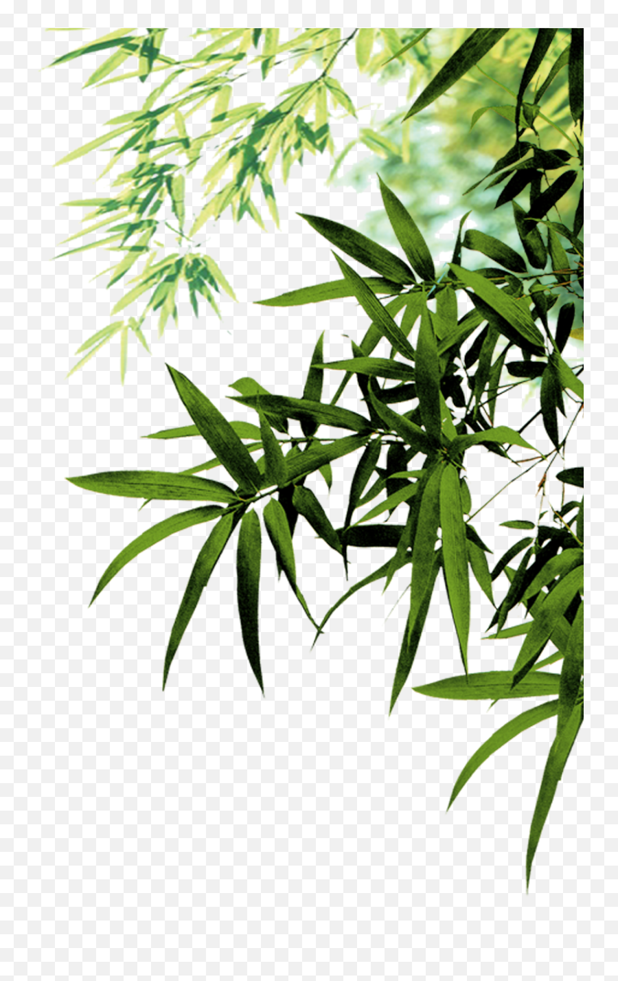 Bamboo Art Painting - Transparent Png Leaves Png,Bamboo Leaves Png