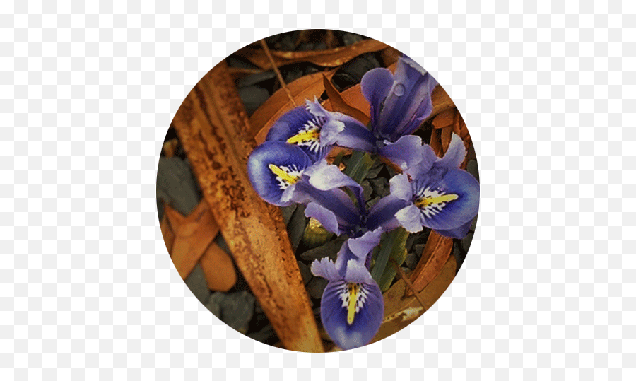 About U2014 Very Good Plants - Pansy Png,Bushes Transparent