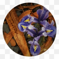 About U2014 Very Good Plants - Pansy Png,Bushes Transparent