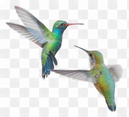 Hummingbird Media Web Design U0026 Branding Collingwood - On White Background png