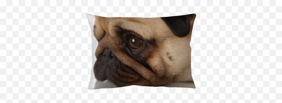 Side Profile Of A Pug Dog Face - Pug Png,Pug Face Png
