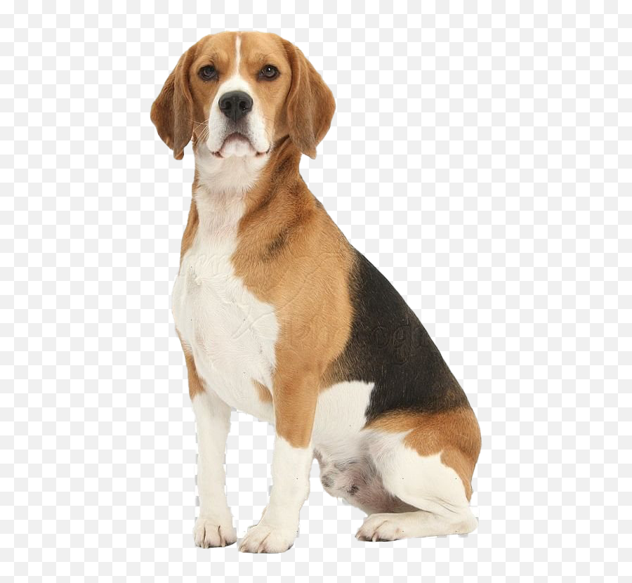 Beagle Dog Png Free Download - Beagle Dog Png,Beagle Png