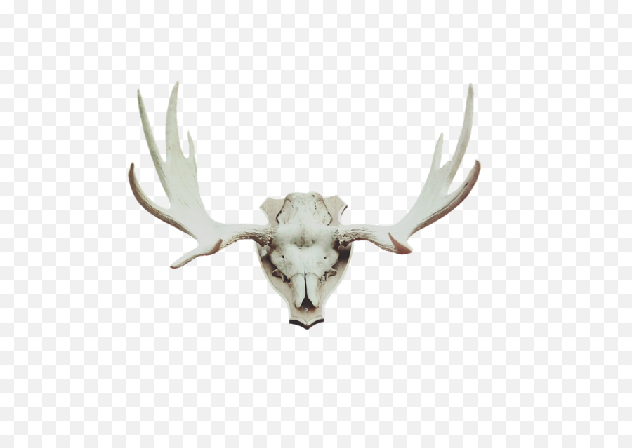 Vermont Man Suing For Return Of Antlered - Deer Skull Hunting Trophies Png,Deer Skull Png