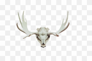 Vermont Man Suing For Return Of Antlered - deer skull Hunting Trophies Png