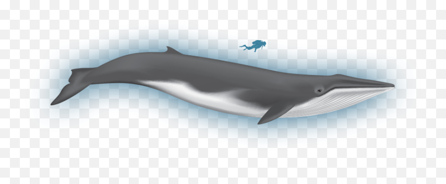 Clipart Whale Fin F 1409920 - Png Cartoon Fin Whale,Whale Clipart Png
