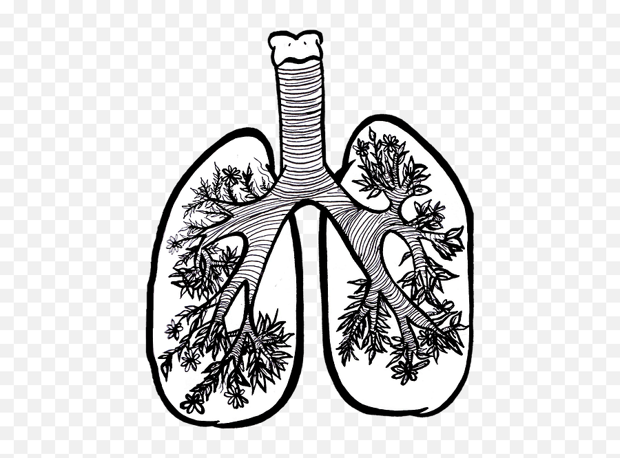 Visual Art Stoochaa - Clip Art Png,Lungs Png